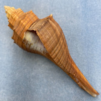 Hemifusus carinifer 135.8mm F++ In Fishermen's Net, Philippines