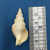 #3 Siphonalia Spadicea 42mm Taiwan, Trawled 40m Buccinidae