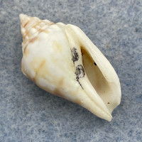 #2 Strombus maculatus 23.2mm F+ Oahu, Hawaii, SCUBA, 30' In Weeds