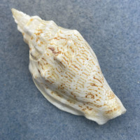 #2 Strombus (Ministrombus) variabilis 57.9mm F++ Sulu Sea, Philippnes Dived 20'