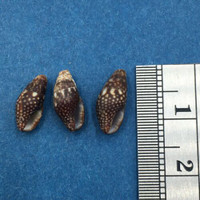 Mitrella ocellata Set x3 Under 12mm Bahia Honda Reef, Florida Keys Columbellidae