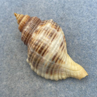 #1 Cymatium (Monoplex) wiegmanni 53.3mm F+ W/O Panama