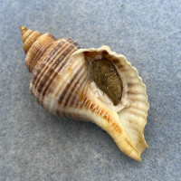 #1 Cymatium (Monoplex) wiegmanni 53.3mm F+ W/O Panama