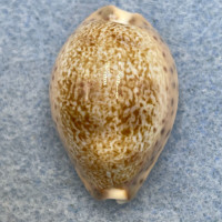 #1 Cypraea (Pseudozonaria) robertsi 28.2mm F++ Perlas Is. Panama 5-10' On Rocks