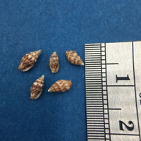 #4 Anachis Pygmaea Lot Of 5 Under 6mm Guaymas Mexico Coll. 1946 Columbellidae