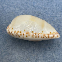 #1 Cypraea (Notocypraea) comptonii 25mm F+ South Australia