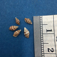 #2 Anachis Pygmaea Lot Of 5 Under 6mm Guaymas Mexico Coll. 1946 Columbellidae