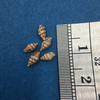 #1 Anachis Pygmaea Lot Of 5 Under 6mm Guaymas Mexico Coll. 1946 Columbellidae