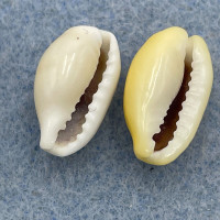 #4 Cypraea (Monetaria) moneta 13.9-14.3mm F++ Palawan Is., Philippines, Low Tide