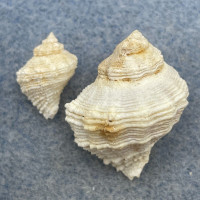 Coralliophila erosa 12-23mm F+ Mauritius