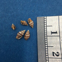 #8 Anachis Pygmaea Lot Of 5 Under 6mm Guaymas Mexico Coll. 1946 Columbellidae