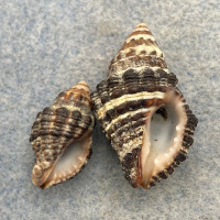 #7 Drupella margariticola 17-26mm F+ Zamboanga, Philippines 1956