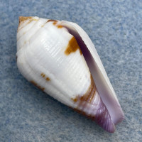 #5 Conus scabriusculus 30.5mm F+ Philippines