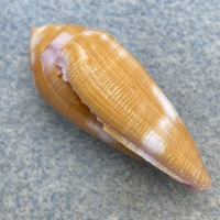 Conus tenuistriatus 31.5mm F+ (Lip Chip) Bohol, Philippines