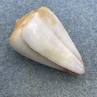 #2 Conus trochulus 31.8mm F+/++ Baia Teodora, Boa Vista, Cape Verde