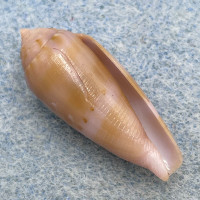 #3 Conus viola 25.8mm F++ Bolo Point, Okinawa 215' On Coral Rubble