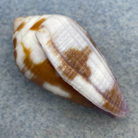 #6 Conus scabriusculus 30.7mm F+/++ New Caledonia, Shallow Water