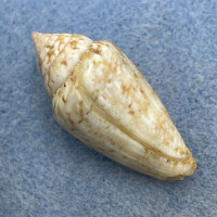 #4 Conus ventricosus 31.3mm F+ W/O Mediterranean Sea, Malta, On Rocks