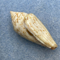 #4 Conus ventricosus 31.3mm F+ W/O Mediterranean Sea, Malta, On Rocks