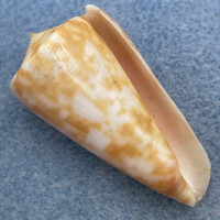 Conus rufimaculosus 34.5mm F+ Australia