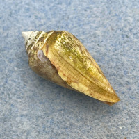 #2 Conus ventricosus 24.3mm F+ W/Perio W/O Faro, Portugal, On Rocks