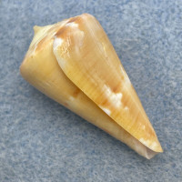 Conus namocanus 31.6mm F++ Nacala Bay, Mozambique 3m