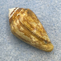 #1 Conus ventricosus 27.6mm F+ (Lip Chip) W/Perio Faro, Portugal, On Rocks