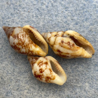 #9 Columbella rustica 13.4-16.2mm F+ Italy