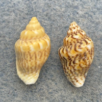 #5 Euplica scripta 13.4-14.1mm F+/++ Samar, Philippines