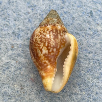 #5 Columbella rustica 14.8mm F+ Tyrrhenian Sea, Arzachena, Italy