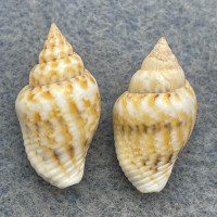 #9 Euplica scripta 17.7-18.6mm F++ Palau