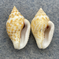 #9 Euplica scripta 17.7-18.6mm F++ Palau