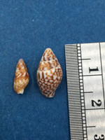 Mitrella bicincta Set x2 10-14mm Tei Beach, Kochi, Japan Columbellidae