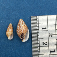 Mitrella bicincta Set x2 10-14mm Tei Beach, Kochi, Japan Columbellidae