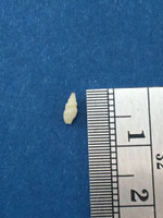 #2 Zafrona Lightfooti 5.4mm Dredged North Natal South Africa Full Data Anachis