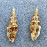 #5 Strombina maculosa 21.9mm F++ Guaymas, Mexico Columbellidae