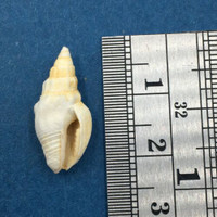 Fossil Strombina caboblaquensis 20mm Mare Formation, Venezuela, Eocene