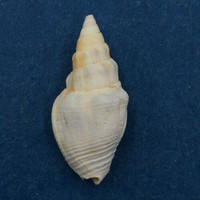 Fossil Strombina caboblaquensis 20mm Mare Formation, Venezuela, Eocene