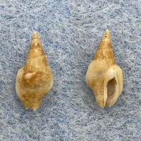 #2 Strombina gibberula 10.7mm F++ 17fms Manzanillo, Mexico Columbellidae