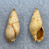 #1 Dorsanum miran 26.4mm F++ Senegal Nassariidae