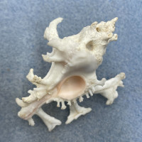 #4 Homalocantha zamboi 52mm F++ Bohol, Philippines