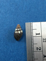 Vexillum Pusio Puella 11.2mm Grassy Key Florida Uncommon Costellariidae