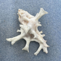 #3 Homalocantha zamboi 48.3mm F++ Bohol, Philippines