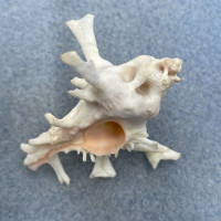 #3 Homalocantha zamboi 48.3mm F++ Bohol, Philippines