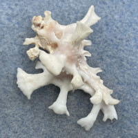 #8 Homalocantha zamboi 35mm F+ Punta Engano, Cebu City, Philippines