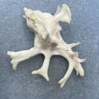 #1 Homalocantha zamboi 51.5mm F++ Bohol, Philippines