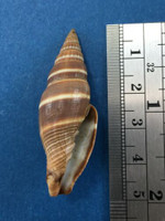 Vexillum Formosense 47mm From Fiji Coast