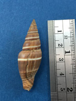 Vexillum Formosense 47mm From Fiji Coast