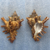 Chicoreus megacerus 50.3mm F+ Ivory Coast, SCUBA 15m