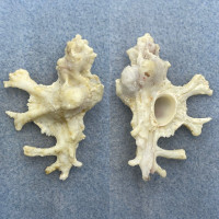 #4 Homalocantha anatomica 51mm F+ Central Philippines